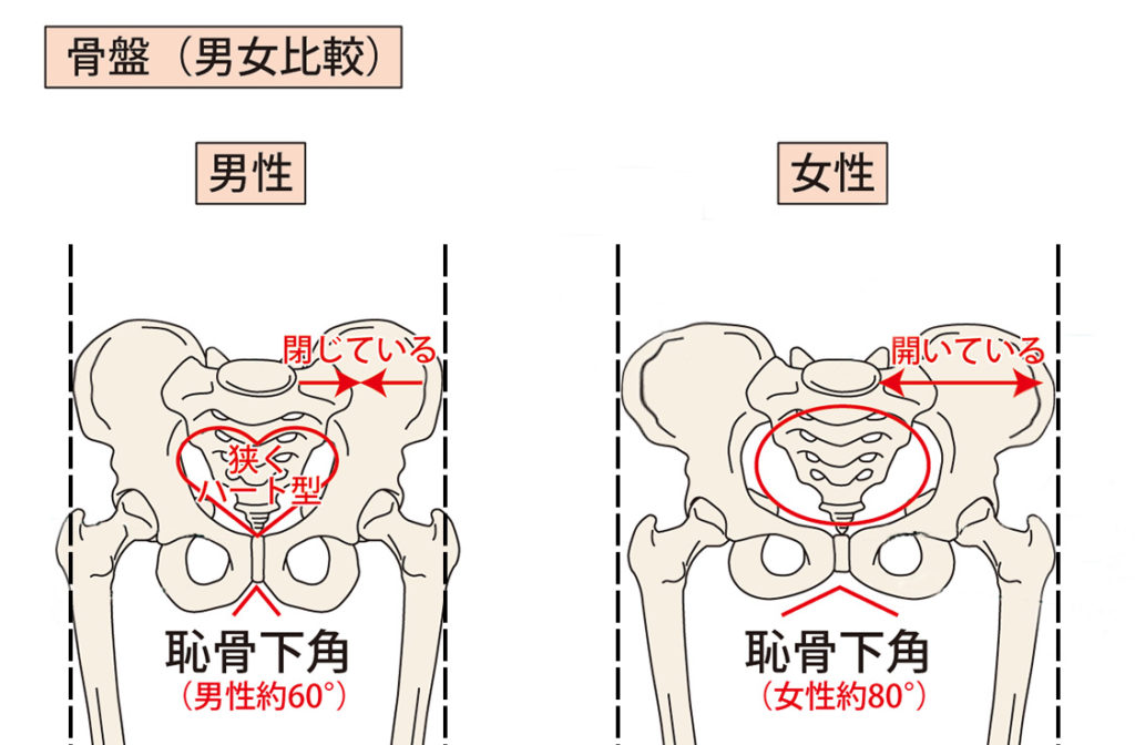 男女の身体の違い Mtf情報発信サイト